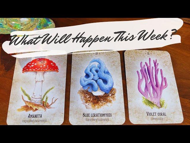 The Next Seven Days  What Will Happen pick a card