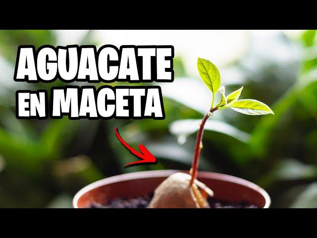 ¿AGUACATE en MACETA?  TOP 5 CUIDADOS y CONSEJOS | La Huerta de Ivan