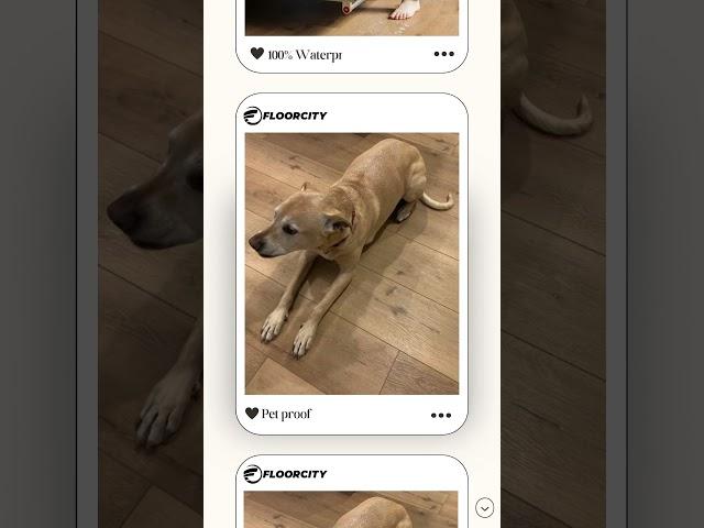 Coretec Cairo Oak - 100% Waterproof Flooring
