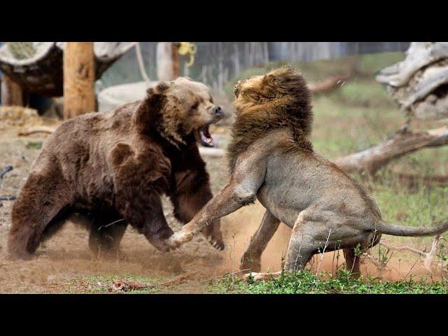 Bear vs Tigers, Wolves, Puma, Walrus, Cow and even Pig