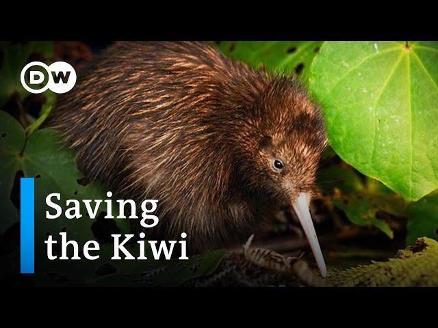 Saving the Kiwi: Protecting New Zealand's national bird | DW Documentary