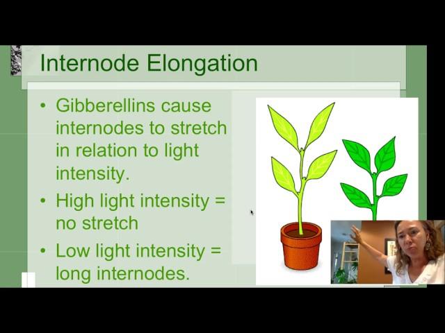 Plant Growth Regulators: What are Plant Hormones [Horticulture 101 Series]