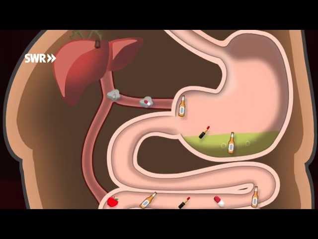Wie entgiftet der Körper? | SWR Wissen