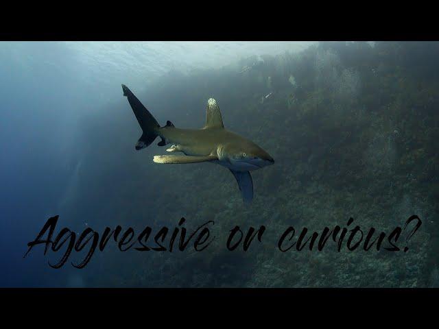 Avoid a shark attack: Is this Longimanus aggressive? Shark diving Egypt, Daedalus Reef - Red Sea