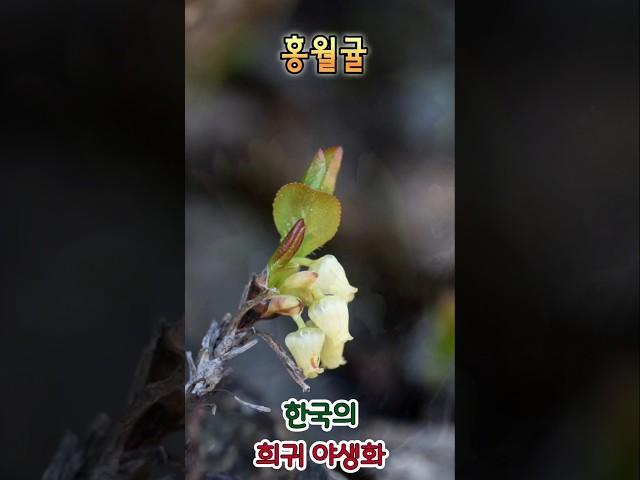 #홍월귤 ##Wildflowers #야생화