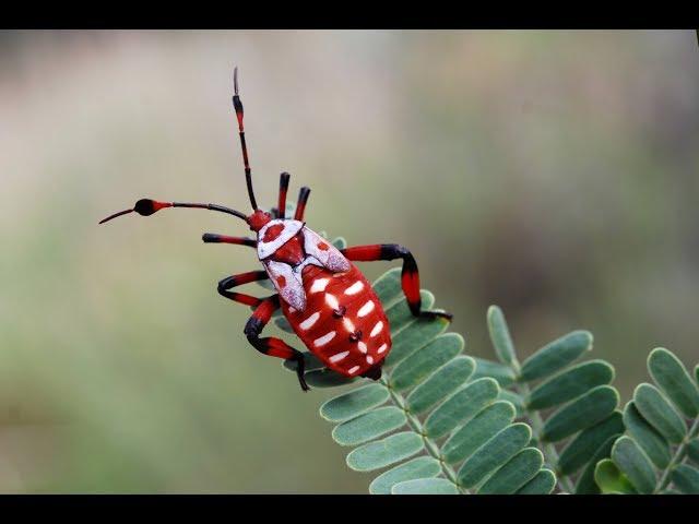 Fascinants Insectes (1/3) - Documentaire Animalier HD