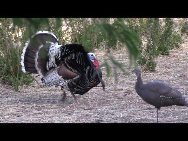 Gould's Turkey Hunting Video