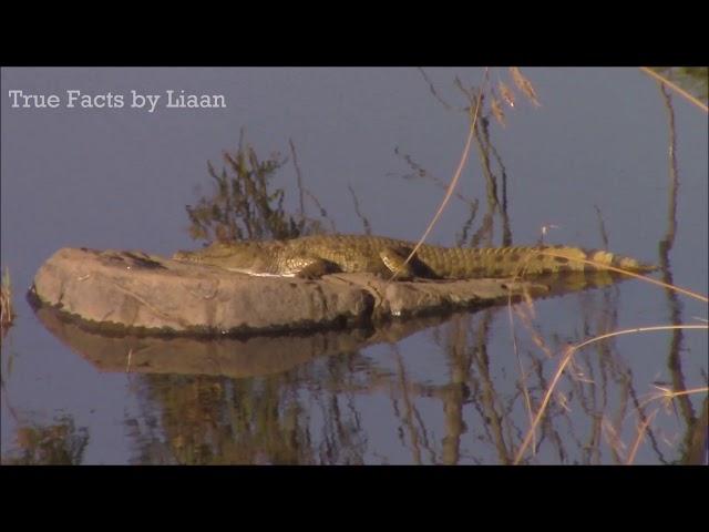 True Facts - The Water Gecko