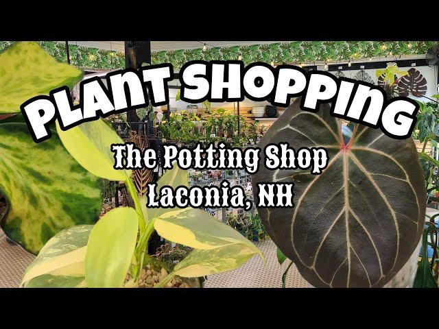 ALL THE RARE PLANTS!! ️ Plant Shopping at The Potting Shop  Monstera Albo, Rare Hoya + More!!