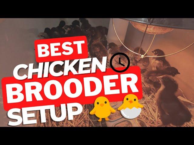 How to Set Up a Chicken Brooder   