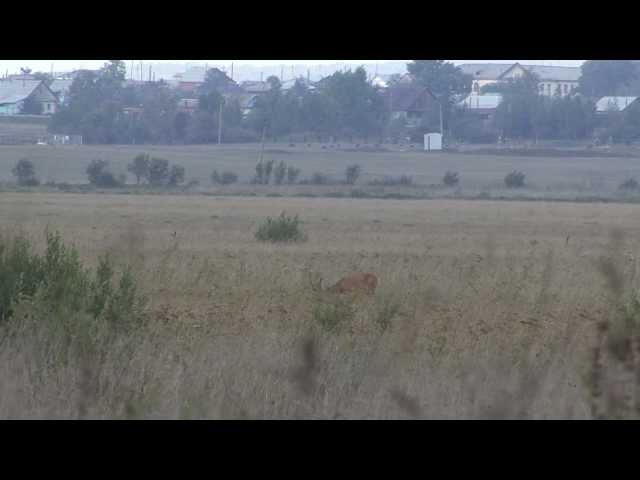 Siberian Roe Deer Trailer