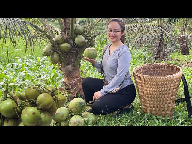 FULL VIDEO: 60 days of harvesting Siamese coconuts and lychees to sell at the market