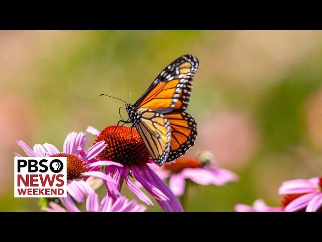 Monarch butterfly declared endangered amid declining numbers