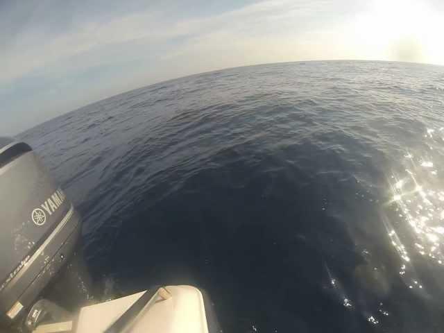 banded rutter fish florida fishing
