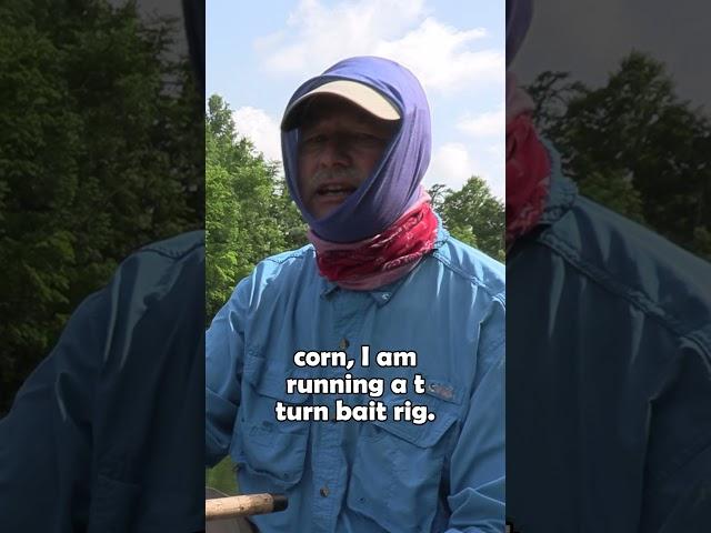 Yes, I'm fishing with corn as bait
