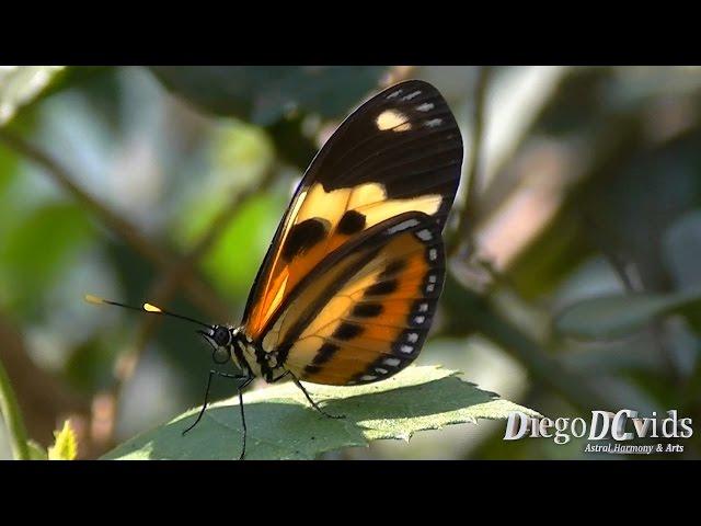 Eueides isabella dianasa - Isabella's Longwing (Heliconiini)