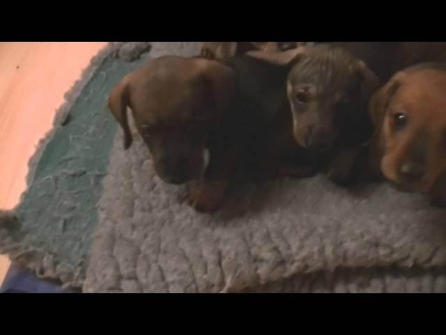 Miniature Dachshund Puppies