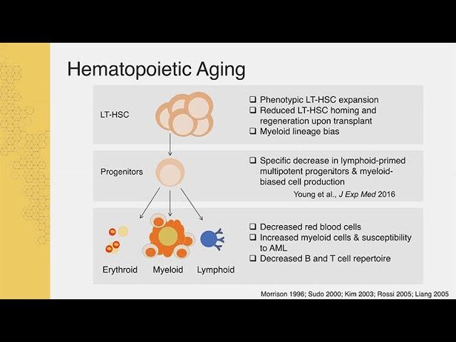 Drivers of Hematopoietic Stem Cell Aging with Jennifer Trowbridge - Sanford Stem Cell Symposium