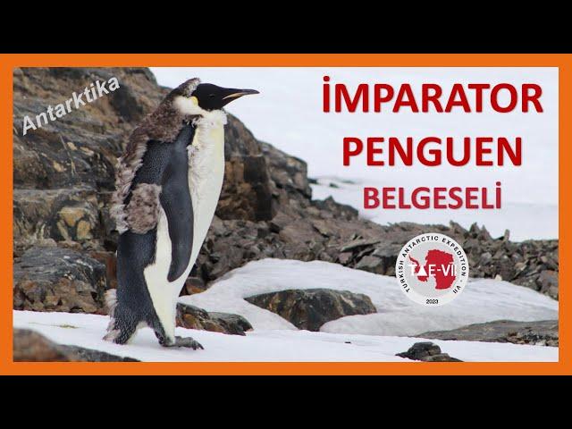 İmparator Penguen Belgeseli, Antarktika Kıtası 2023, Full HD (Emperor Penguin Wildlife Documentary)