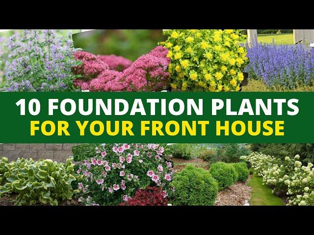 Top 10 Easy-Breezy Foundation Plants for Your Front House 