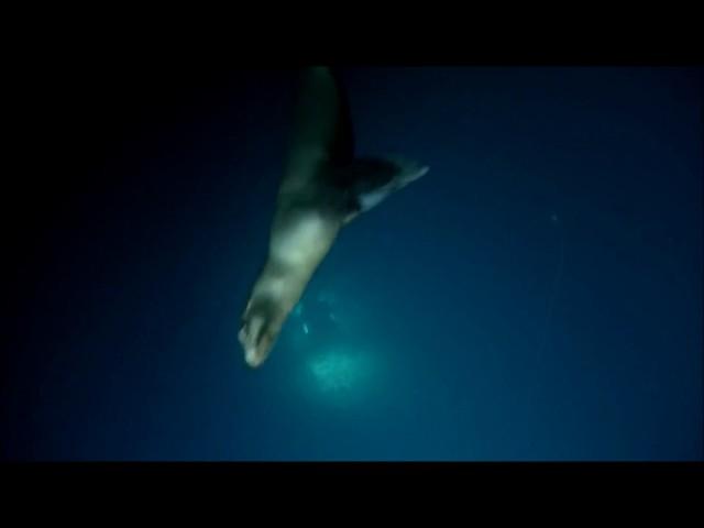 NautilusLive - Beautiful California sea lions and ROV Argus.