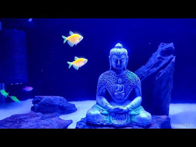 Finally Got some Glofish Tetras for my BUDDHA tank | AnimalHolic