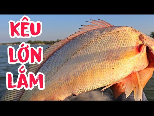 Tiếng Cá Sủ Kêu Lồng Lộng , Ai Cũng Nghe Trừ Cameraman | #66TV #fishing