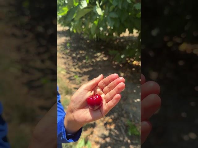 Cherry 