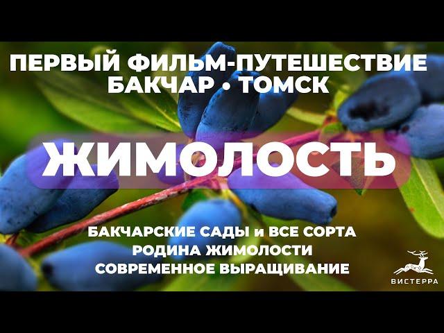 ЖИМОЛОСТЬ СОРТА ОПИСАНИЕ | ЖИМОЛОСТЬ БАКЧАРСКИЙ ВЕЛИКАН БАКЧАРСКИЕ СОРТА | ЖИМОЛОСТЬ ПОСАДКА И УХОД