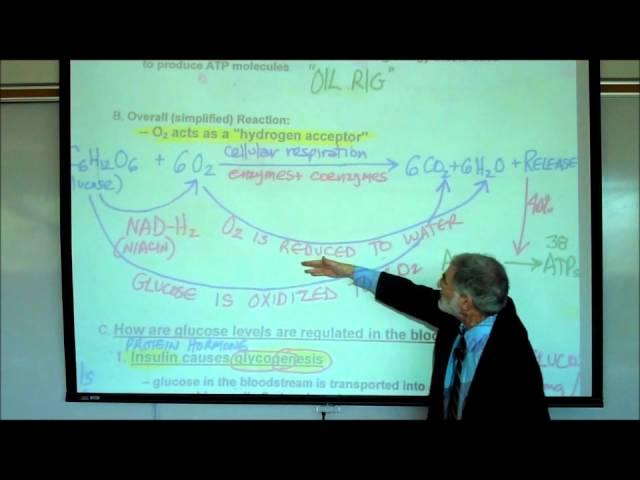 METABOLISM & REGULATION OF BLOOD SUGAR by Professor Fink