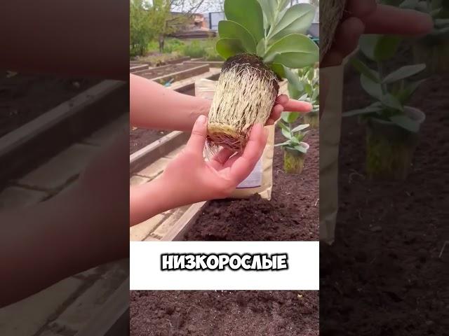 КАК ВЫРАСТИТЬ ЭУСТОМУ! КРАСИВЫЙ САД СВОИМИ РУКАМИ! #огород  #дача  #plants  #garden