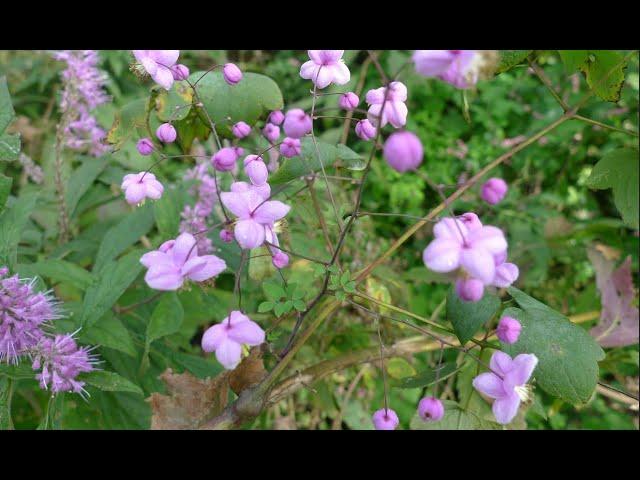 A0132 #금꿩의다리 [학명] Thalictrum rochebrunianum var. grandisepalum [영명] Yellow-filamentous meadow-rue