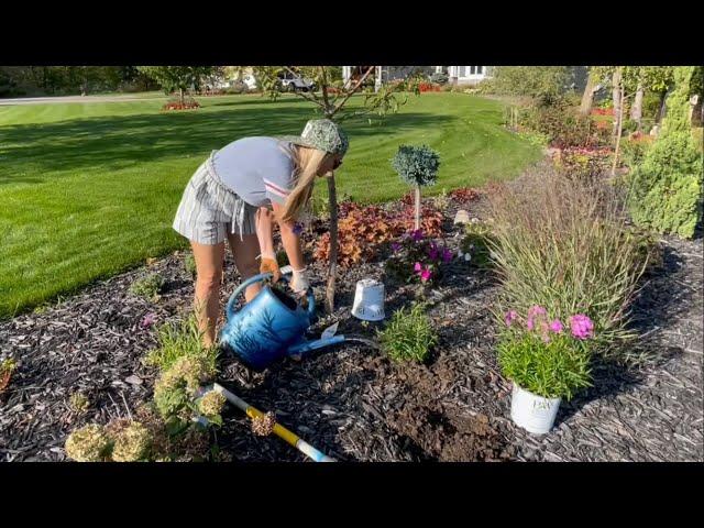 October Clearance Planting: Phlox, Hibiscus, Yarrow, and Kniphofia Added to the Fall Garden!