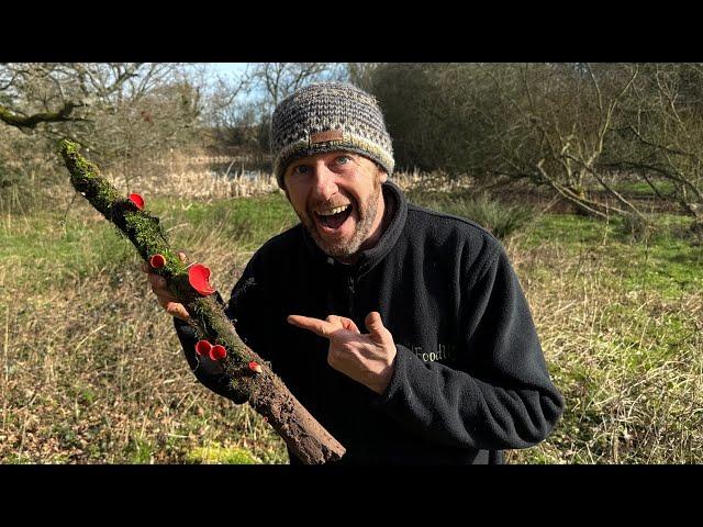 Identifying Scarlet and Ruby Elfcups, 2025 4k