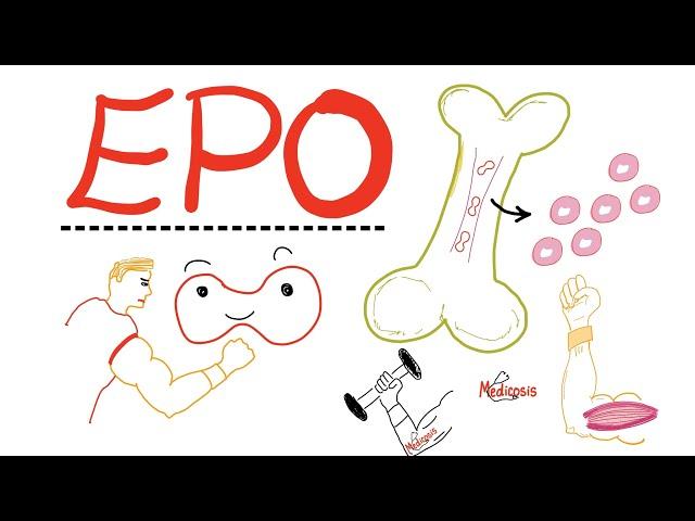 Erythropoietin (EPO) - Red blood cells - Exercise - Training- Muscles 