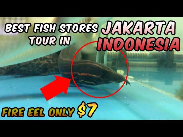 Best Fish Market in Jakarta Indonesia Tour - SUMENEP FISH MARKET