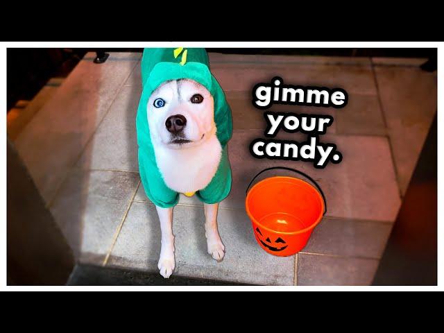 Sneaky Husky TRICKS Me for Candy! (Halloween Special)