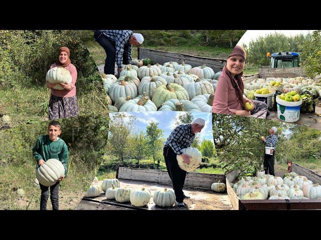 Kabak hasadımız elma topladık bahçede temizlik köyde günlük işler öğlen yemeği