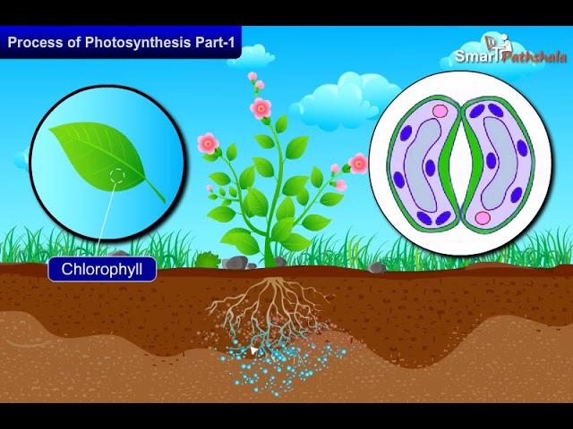 NCERT CBSE Class 7 Science Chapter 1 Nutrition In Plants Part 2 - I