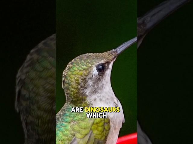 Birds are Dinosaurs?!