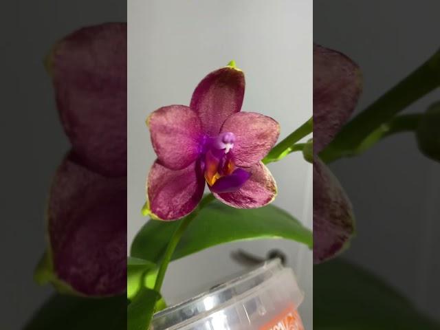 Фаленопсис Митуо Сан Квин Лотас (Phalaenopsis Mituo Sun Queen Lotus)