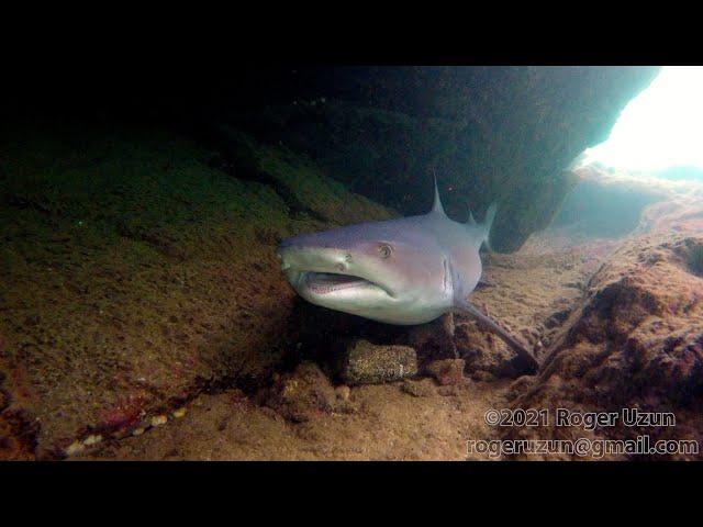 HDObservations : Whitetip Reef Shark (4K UHD)