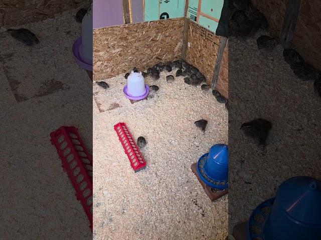 Off Grid shed in my Farm for Quails