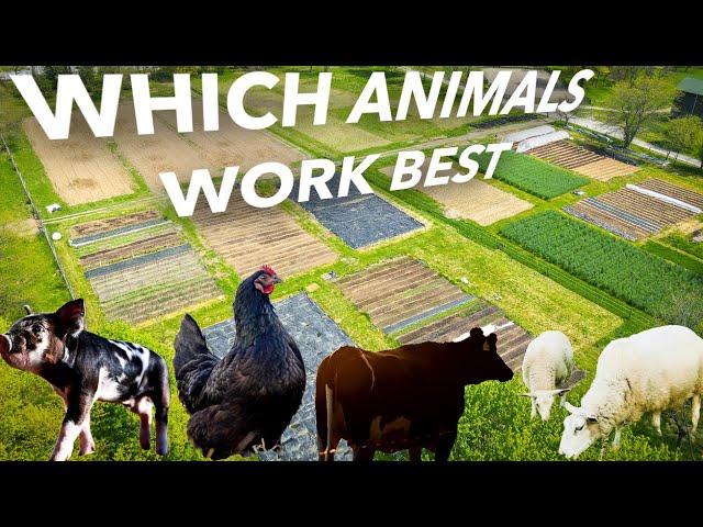 Using Livestock to Fertilize the Market Garden (An 8-Year Study!)