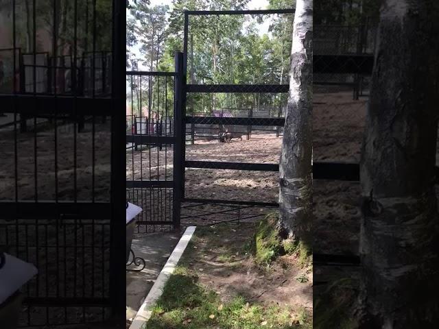 В Сахалинском зоопарке олень напал на людей