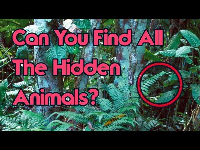 Can You Find All The Hidden Animals? Impossible Challenge!