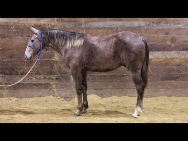 SOLD Merada Smart Cat- Nolan Horses