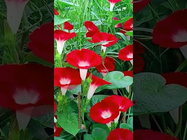 Red vines flowers #amazing #flowers #redflower #shorts