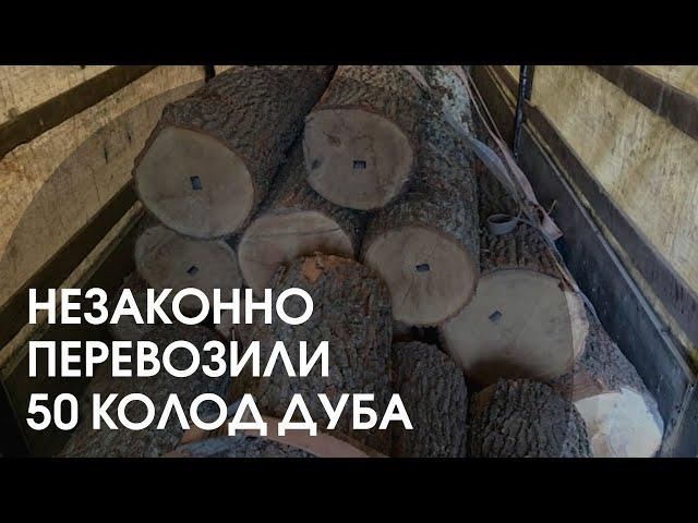 На Волині зупинили вантажівку, яка незаконно перевозила деревину