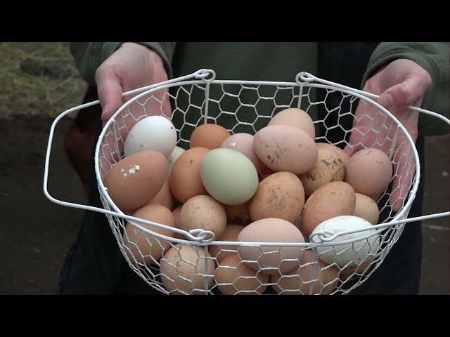 Rising demand seen for local farms’ eggs amid nationwide supply challenges, soaring prices